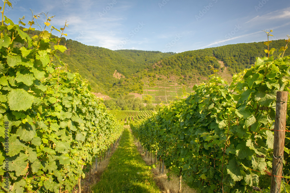 Naklejka premium Vines growing in a vineyard, Moessel, Germany.