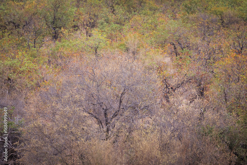 View on colorful forest from above, Kruger national park, Limpopo, South Africa.