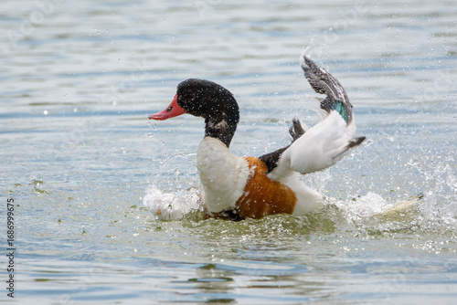 Common Shelduck (Tadorna tadorna) male bathing, North Holland, Netherlands.