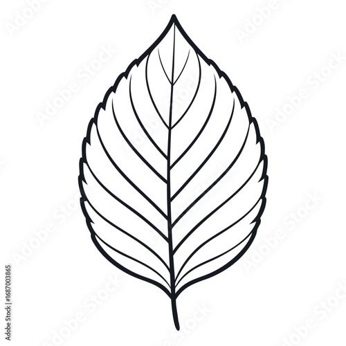 Simple beech leaf outline graphic on white background