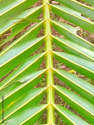 green leaves background