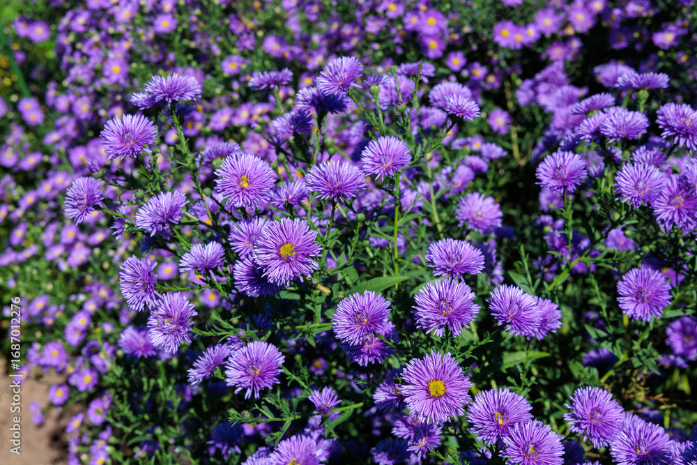 Fototapeta premium The purple double flowered aster flowers that bloom in full bloom in the autumn garden are beautiful.