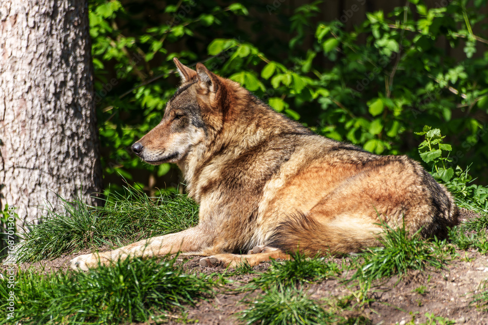 Fototapeta premium European Grey Wolf, Canis lupus in a german park