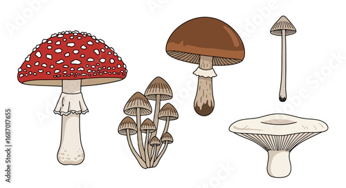Diverse mushroom collection featuring amanita, shiitake, and other species ideal for educational illustrations, botanical guides, and nature-themed designs.