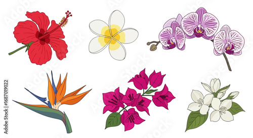 Colorful botanical illustration featuring six different tropical flowers for decorative purposes, floral design projects, and educational materials on botany and horticulture