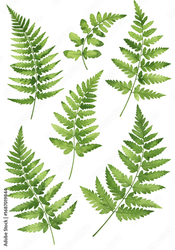 Obraz premium Watercolor Illustration of Fern Leaves Isolated on Transparent Background
