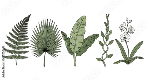 Botanical Illustration Collection Featuring Diverse Tropical Leaves and Orchid Flowers for Artistic Projects and Creative Natural-Themed Designs.