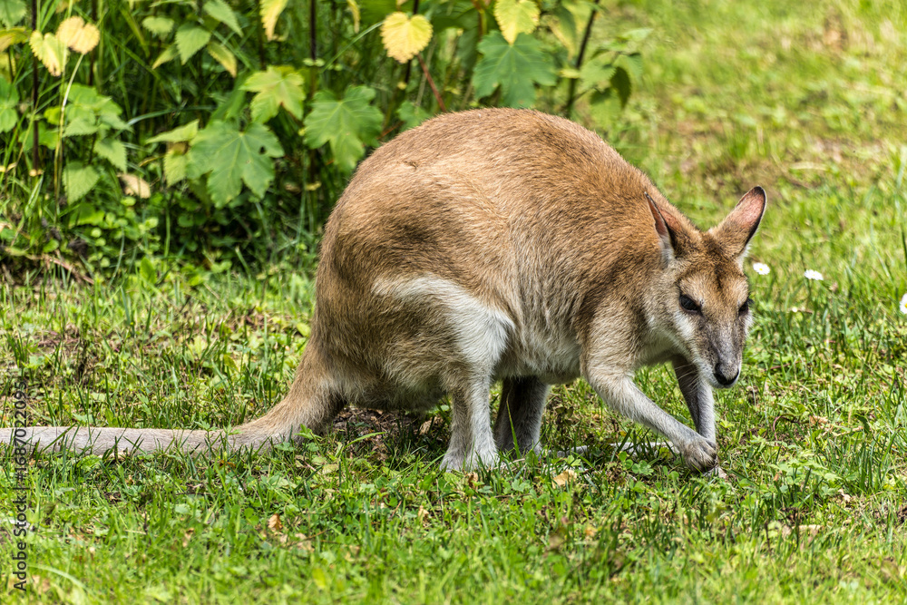 Obraz premium The agile wallaby, Macropus agilis also known as the sandy wallaby