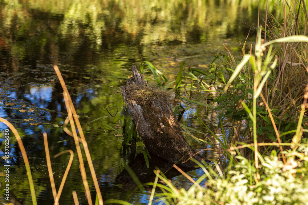 Obraz premium Autumn Lake with Flowers and Wildlife