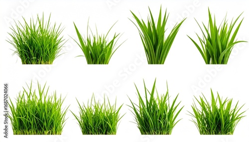 Wallpaper Mural Various views of lush green grass clumps against a white background for design and composition Torontodigital.ca