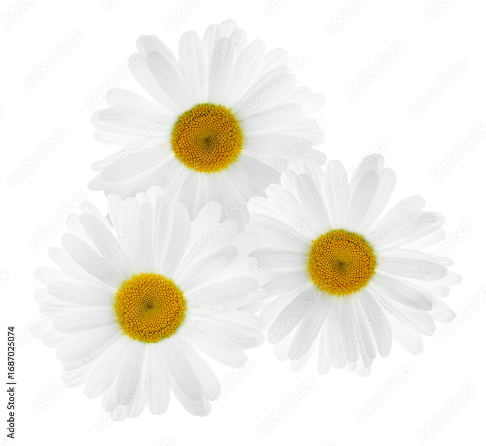 Fototapeta premium Beautiful fresh chamomile flowers isolated on white