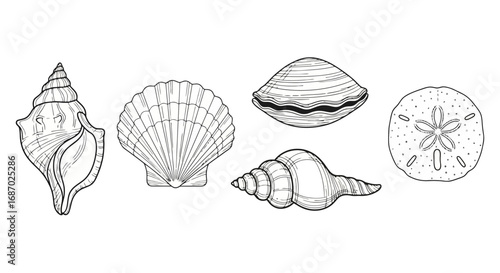 Detailed line art illustration of various seashells and a sand dollar showcasing intricate patterns and textures for educational resources or decorative design projects.