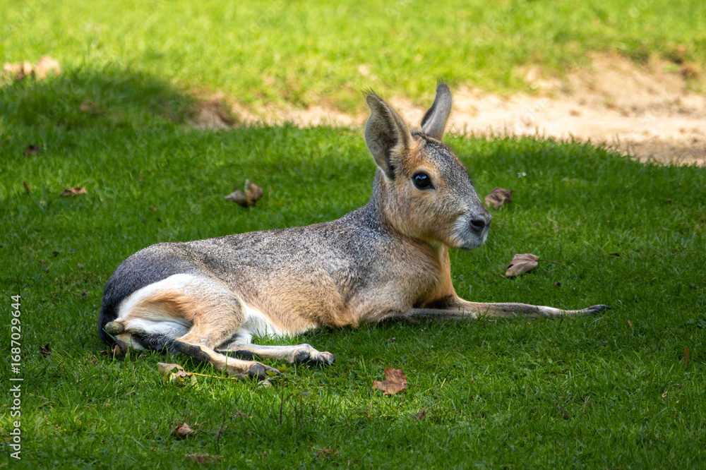 Naklejka premium Patagonian Mara, Dolichotis patagonum are large relatives of guinea pigs