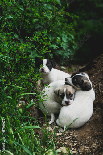 puppies of a dog