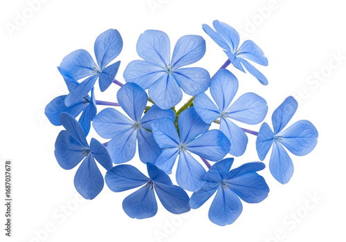 Closeup of plumbago auriculata flowers isolated on transparent background, showcasing its delicate blue petals and floral beauty