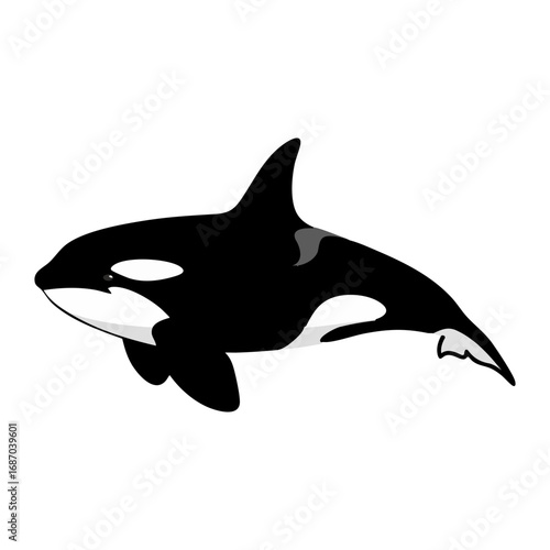 orca killer whale vector