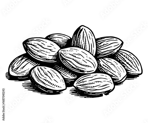 Almond vector engraving style illustration