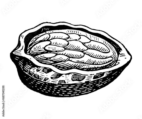 Almond vector engraving style illustration