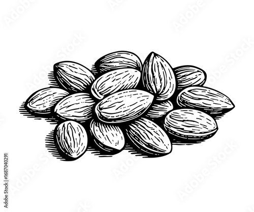 Almond vector engraving style illustration
