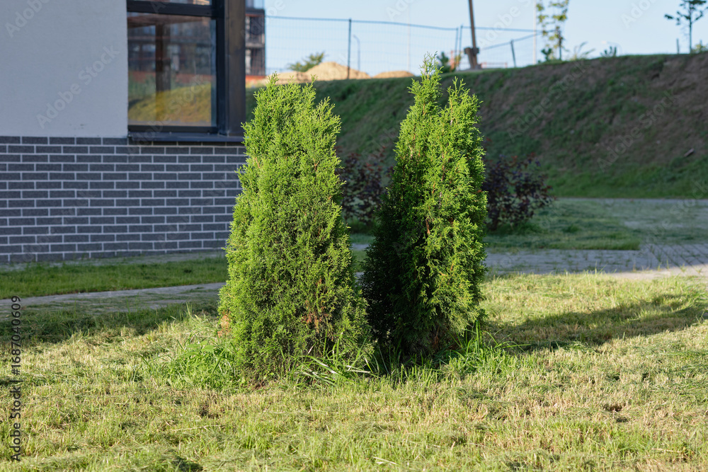 Obraz premium Two upright green arborvitae trees sit in a grassy area next to a building with a brick facade. A landscaped area is visible in the background