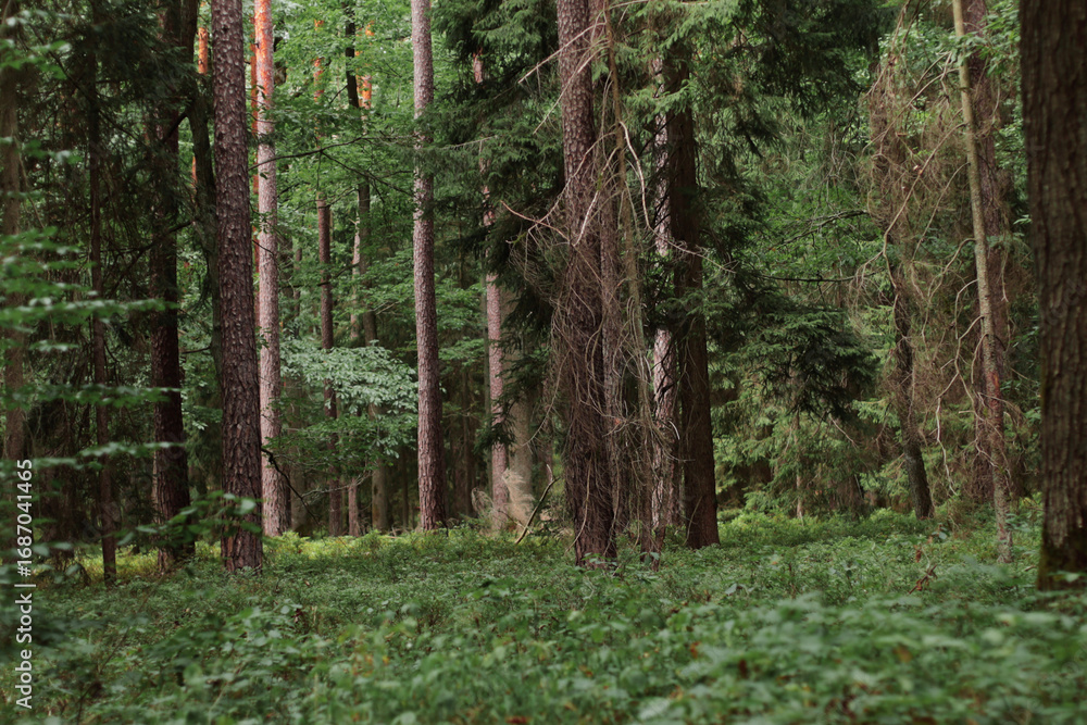 Fototapeta premium forest, nature background, forest background, walk in the forest