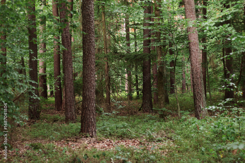 Naklejka premium forest, nature background, forest background, walk in the forest