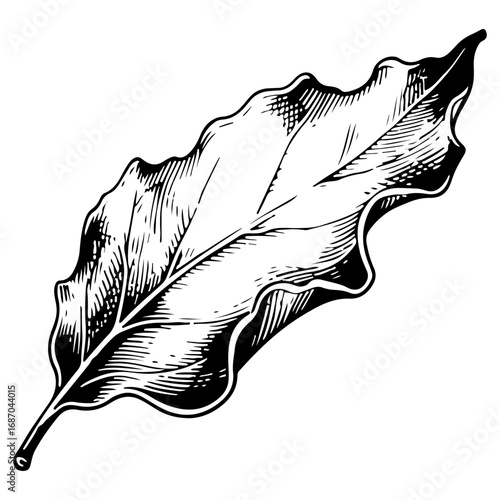 Bay leaf vector engraving style illustration