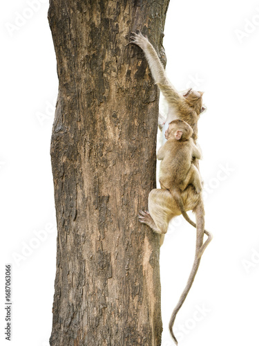 Back view Macaca or brown monkey, take refuge climbs behind tree and Hide, baby monkey clings to mother. Camouflaged with branches from danger. Isolated on white background, clipping path transparent.