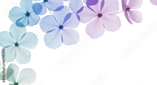 Elegant floral background with pastel colored phlox flowers on white space