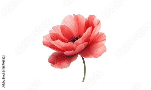 Coral Poppy Flower PNG | Elegant Botanical Illustration for Luxury Wedding Invitations, Romantic Stationery & Premium Decor.