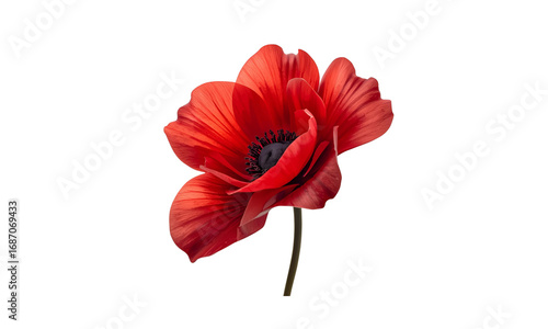 Red Anemone Flower PNG | Bold Botanical Clipart for Luxury Decor, Romantic Art & Modern Floral Design.