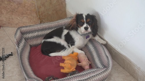 Cavalier King Charles Spaniel Taking a Break while Relaxing with Toys