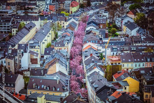 Kirschblüte in Bonn