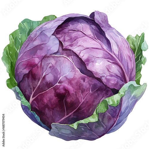 watercolor vector of Red Cabbage, isolated on a white background.