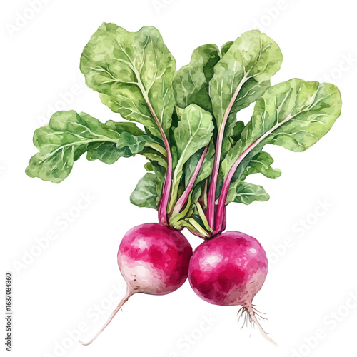 Radish, watercolor painting vector, isolated on a white background.