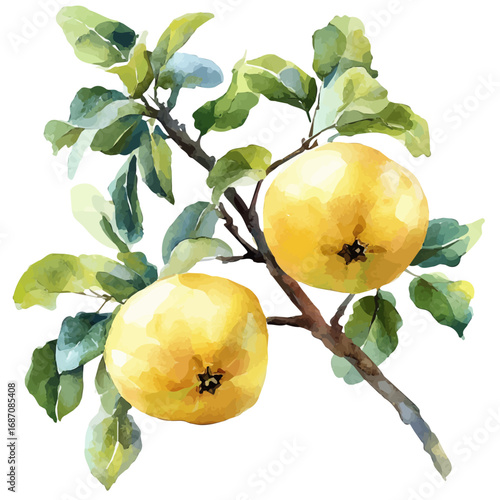 Quince, watercolor illustration vector, isolated on a white background.