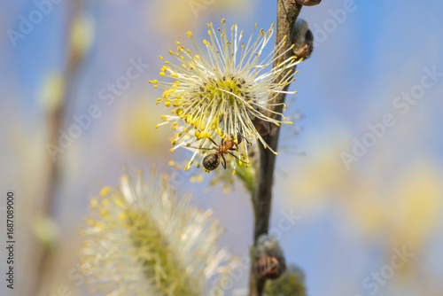 close-up of ant on blossoming willow catkin 
