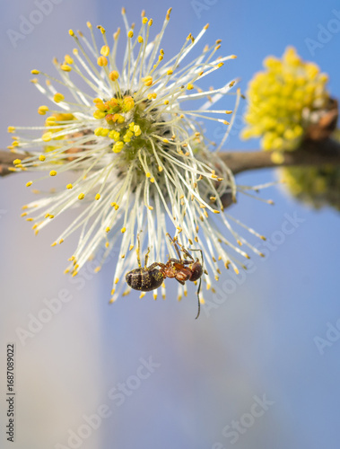 A detailed macro shot of a single wood ant crawling over a fluffy blooming yellow willow catkin in spring light.