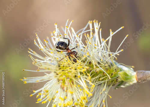close-up of ant on blossoming willow catkin 
