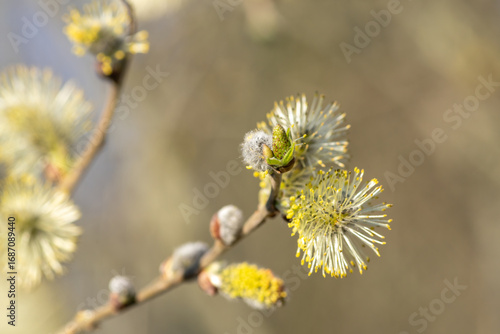 willow branch with yellow flowers
