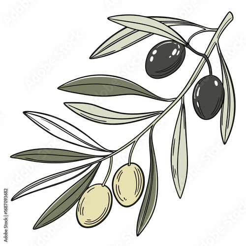 Olive branch with olives and leaves illustration