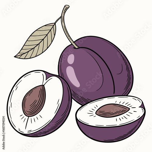 Vintage botanical sketch of a whole and sliced purple plum
