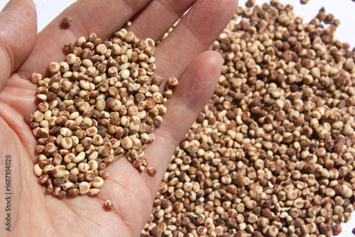 It is a sorghum that is placed in the hand.