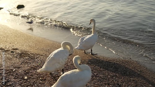 Elegant Swans on a Sandy Beach