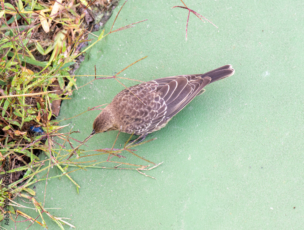 Obraz premium Close up of Brown-Headed Cowbird Female Looking For Grass Seed on Edge of Tennis Court