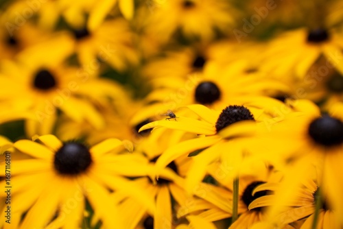 Close-up of vibrant yellow daisies with a small insect perched on a petal