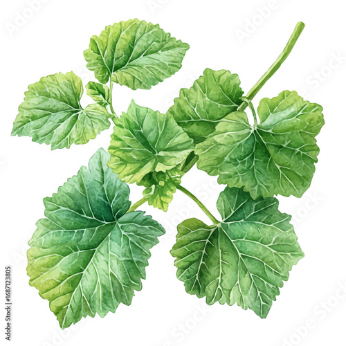 watercolor of Mustard Greens, vector, isolated on a white background.