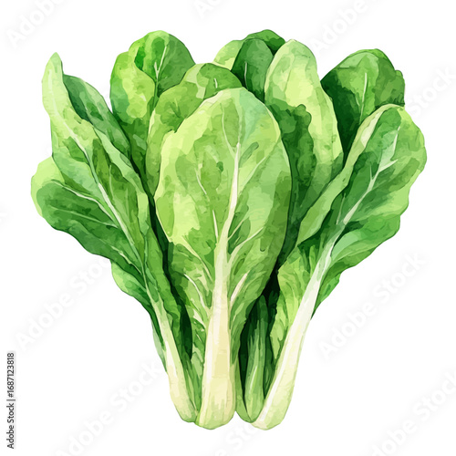 watercolor of Mustard Greens, vector, isolated on a white background.