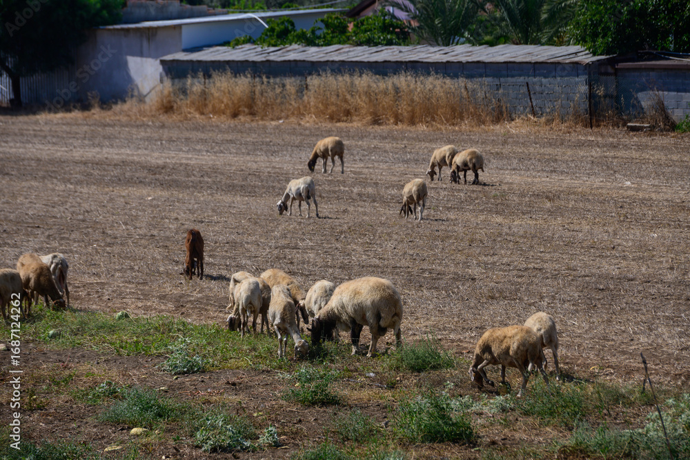 Fototapeta premium Cyprus Countryside Herd of Sheep and Long-Eared Goats