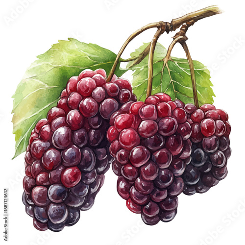 Mulberry, watercolor vector, isolated on a white background.